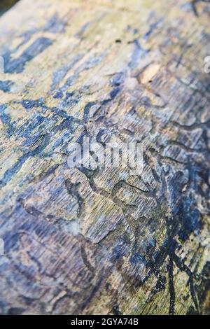 Sculptures des insectes sur une vieille feuille de bois décadée ou sur un morceau de bois Banque D'Images