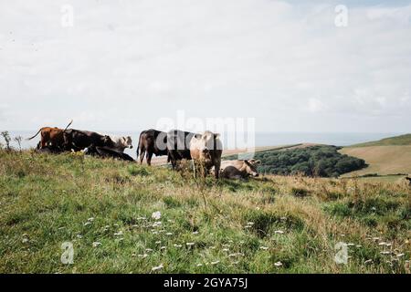 Groupe de vaches paissant dans un champ sur la côte jurassique, Dorset Banque D'Images