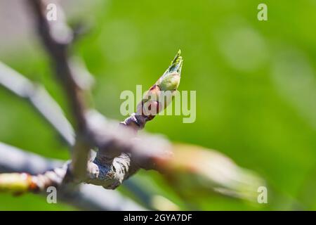Premier bourgeon vert sur un arbre au printemps Banque D'Images