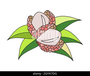 Illustration vectorielle du litchi avec des feuilles en forme d'oedle. Éléments de dessin animé. Illustration de Vecteur