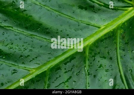 Gros plan sur les gouttes de pluie sur les feuilles de Green Tree. Gouttes d'eau sur la feuille de plantes vertes. Motif de texture abstrait. Arrière-plan de la nature. Magnifique Monsoon d'été Banque D'Images