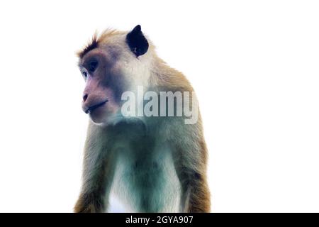 Le singe agressif regarde (de haut en bas).Un vieil homme avec un Fang.Le macaque (Macaca sinica) est endémique au Sri Lanka Banque D'Images