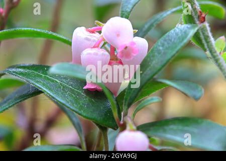 Macro de fleurs de canneberges sauvages au printemps. Banque D'Images