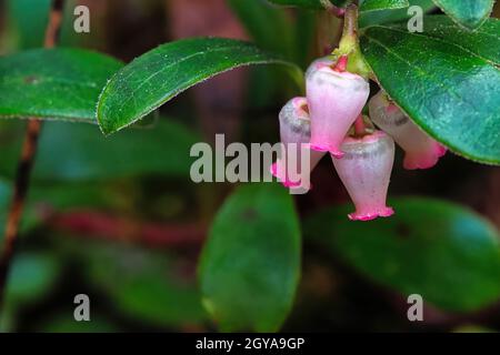 Macro de fleurs de canneberges sauvages au printemps. Banque D'Images