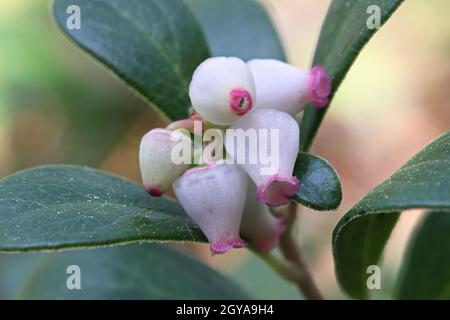 Macro de fleurs de canneberges sauvages au printemps. Banque D'Images