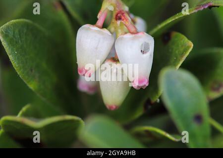 Macro de fleurs de canneberges sauvages au printemps. Banque D'Images