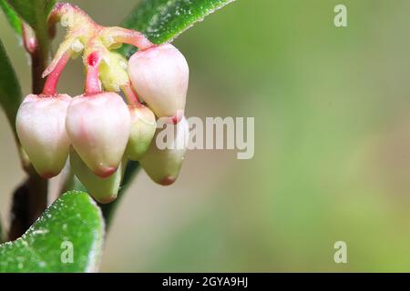 Macro de fleurs de canneberges sauvages au printemps. Banque D'Images