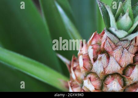 Vue latérale vue de dessus d'un jeune ananas avec des feuilles. Banque D'Images