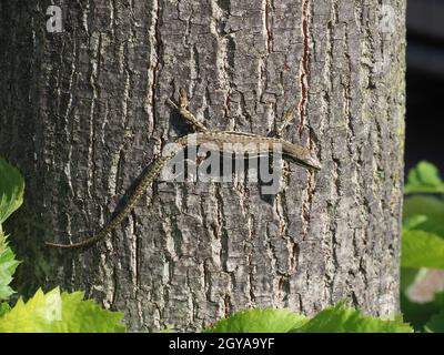 Lézard (nom scientifique Lacertilia) de la classe animale Reptilia (reptiles) sur l'écorce du tronc des arbres Banque D'Images