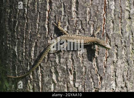 Lézard (nom scientifique Lacertilia) de la classe animale Reptilia (reptiles) sur l'écorce du tronc des arbres Banque D'Images