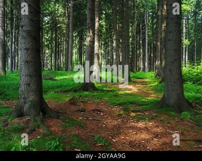 Forêt d'épicéa de la Providence dans la région de Vysocina en République tchèque Banque D'Images