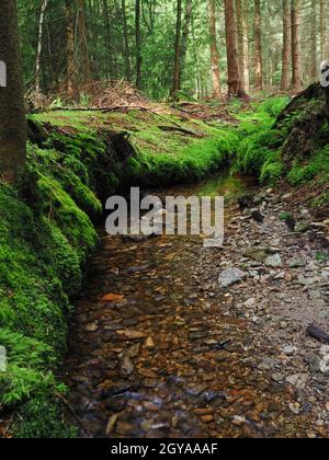 Forêt d'épicéa de la Providence dans la région de Vysocina en République tchèque Banque D'Images