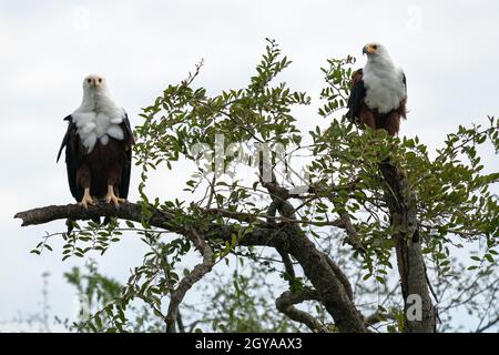 Gros plan de l'aigle des poissons africains (Haliaeetus choifer), canal de Kazinga, Ouganda Banque D'Images