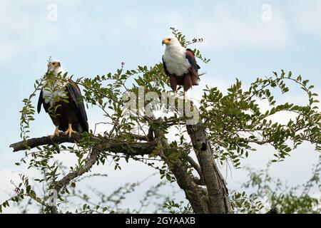 Gros plan de l'aigle des poissons africains (Haliaeetus choifer), canal de Kazinga, Ouganda Banque D'Images