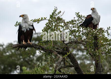 Gros plan de l'aigle des poissons africains (Haliaeetus choifer), canal de Kazinga, Ouganda Banque D'Images