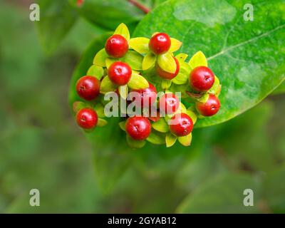 Gros plan des baies de millepertuis rouges, Hypericum perforatum Banque D'Images