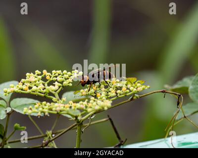 Gros plan d'un hornet géant japonais sur une petite fleur de vigne bushkiller depuis la vue latérale Banque D'Images