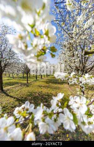 Verger à fleurs près de Cejkovice, Moravie du Sud, République tchèque Banque D'Images