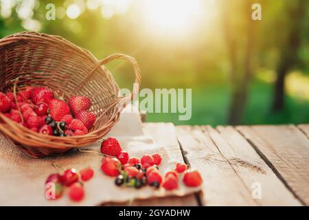 Panier en osier renversé avec différentes baies sur un morceau de tissu sur fond de terrasse en bois au soleil flou du matin. Fraise, framboise, dev Banque D'Images