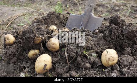 Récolte du sol sur la plantation de jeunes pommes de terre. Les pommes de terre fraîches biologiques sont creusées hors du sol avec une pelle dans un jardin de ferme Banque D'Images