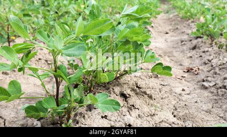 Les arachides biologiques en croissance, les buissons d'arachides en plein air poussent dans le jardin potager. Arbre d'arachide dans les plantations agricoles. Banque D'Images