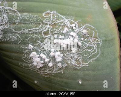 Réseau prononcé avec des conduits de cire, des fils de cire et des dépôts glandulaires provenant des blancs, de la famille Aleyrodidae, ici sur le dessous d'un baba l Banque D'Images