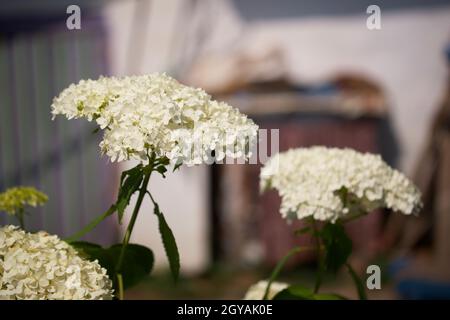 Hortensia inflorescences sur un fond flou. Fleurs blanches. Banque D'Images