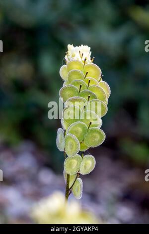 Biscutella est un genre d'environ 46 espèces de plantes à fleurs de la famille des Brassicaceae. Plante sauvage dans les montagnes de la méditerranée. Macro-transfert Banque D'Images