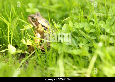 Grenouille dans l'herbe vous regardant Banque D'Images