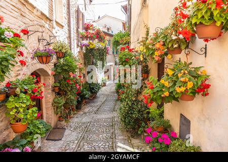 Spello, Italie - Circa juin 2021 : fleurs dans la rue antique. Spello est situé dans la région de l'Ombrie, en Italie. Banque D'Images