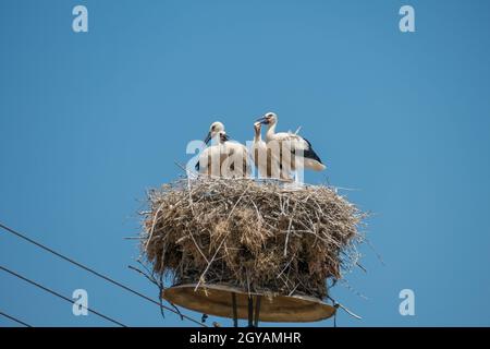 Lac Kerkini, Grèce, le 13 juillet 2021 : Ciconia est un genre d'oiseaux à gué souvent en migration appartenant à la famille des Ciconiidae et tous appelés cigognes. Banque D'Images