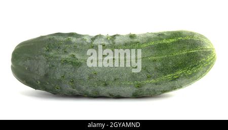 Gros concombre pickly isolé sur fond blanc Banque D'Images