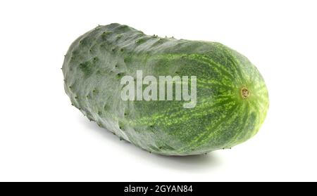 Gros concombre de maçon isolé sur fond blanc. Banque D'Images