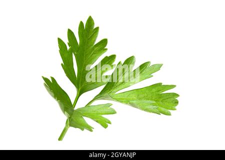 Mise au point complète des feuilles de persil. Branche de verts frais isolée sur fond blanc Banque D'Images