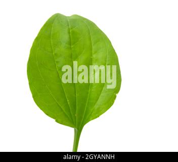 Feuille de plantain, plante médicinale isolée sur fond blanc Banque D'Images