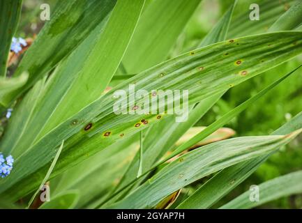 Maladies des plantes communes. Taches fongiques sur les feuilles. Tache noire ou taches sur la plante de jardin. Tiges infectées par la brûlure. Blessures de chancre par des bactéries pathogènes. Ma Banque D'Images