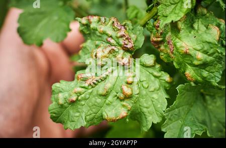 Maladies des plantes communes. La feuille de pêche s'enroule sur les feuilles de cassis. Feuilles puckées ou bourrées déformées par des pucerons jaune pâle. Homme tenant rougeâtre ou jauni Banque D'Images