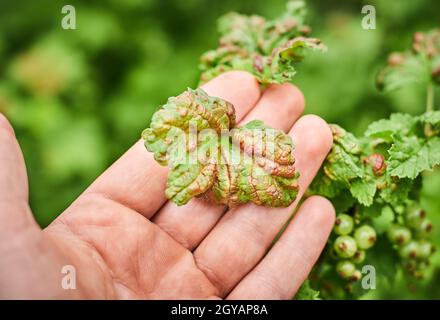 Maladies des plantes communes. La feuille de pêche s'enroule sur les feuilles de cassis. Feuilles puckées ou bourrées déformées par des pucerons jaune pâle. Homme tenant rougeâtre ou jauni Banque D'Images