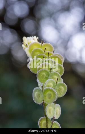 Biscutella est un genre d'environ 46 espèces de plantes à fleurs de la famille des Brassicaceae. Plante sauvage dans les montagnes de la méditerranée. Macro-transfert Banque D'Images