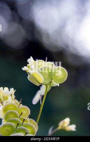 Biscutella est un genre d'environ 46 espèces de plantes à fleurs de la famille des Brassicaceae. Plante sauvage dans les montagnes de la méditerranée. Macro-transfert Banque D'Images