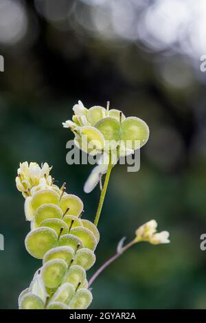 Biscutella est un genre d'environ 46 espèces de plantes à fleurs de la famille des Brassicaceae. Plante sauvage dans les montagnes de la méditerranée. Macro-transfert Banque D'Images