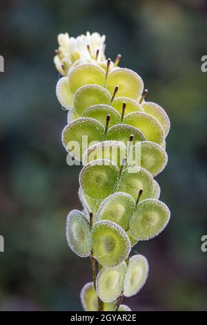 Biscutella est un genre d'environ 46 espèces de plantes à fleurs de la famille des Brassicaceae. Plante sauvage dans les montagnes de la méditerranée. Macro-transfert Banque D'Images