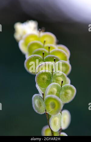 Biscutella est un genre d'environ 46 espèces de plantes à fleurs de la famille des Brassicaceae. Plante sauvage dans les montagnes de la méditerranée. Macro-transfert Banque D'Images