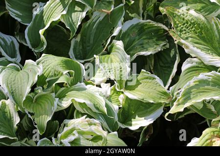 Lys de plantain à feuilles ondulées, variété Hosta undulata albomarginata, feuilles à centre vert et marges blanches avec un fond de feuilles. Banque D'Images