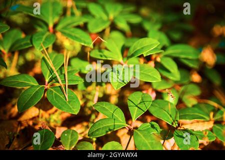 Gros plan de petites plantes et de leurs feuilles vertes sur un fond de forêt Banque D'Images