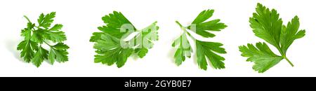 Ensemble de feuilles de persil sur fond blanc. Verts isolés en gros plan Banque D'Images