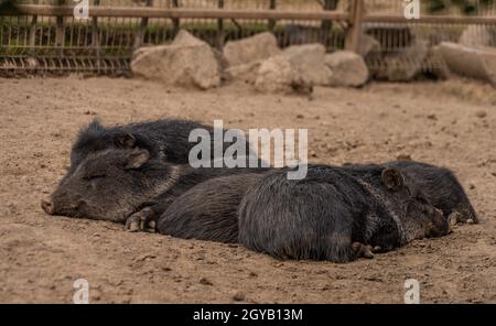 Les cochons sont allongés dans une chaude journée d'été sur un sol brun sale Banque D'Images