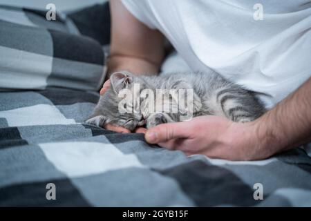 Le thème est l'amour, le soin et la protection des animaux de compagnie.Homme se bassiant dans le lit avec bébé gris Scottish Straight chat.Les mâles câlins et coups de chat à la maison dans la chambre.Cat Banque D'Images