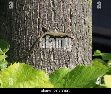 Lézard (nom scientifique Lacertilia) de la classe animale Reptilia (reptiles) sur l'écorce du tronc des arbres Banque D'Images