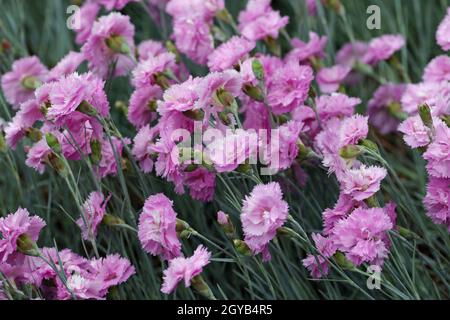 Rose jardin rose, Dianthus plumarius variété Rose de Mai, fleurs, avec un fond de feuilles floues. Banque D'Images